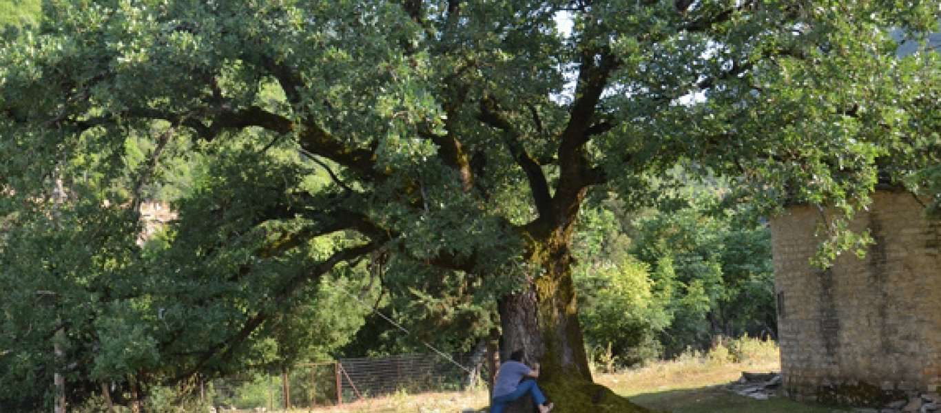 Καταφύγιο για σπάνια είδη ... μυρμηγκιών τα «ιερά δέντρα» της Ηπείρου